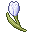 White Tulip(ID 672) Everlasting friendship