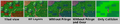 Thumbnail for version as of 12:31, 7 April 2019